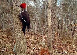 Birds Of Ky Pileated Woodhen Birds Species Kentucky