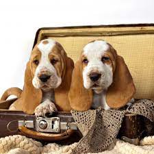 It is always our suggestion to never put your puppy on the floor at the vets office,pet smart,rest areas,or any place that dogs. 5 Things To Know About Basset Hound Puppies Greenfield Puppies