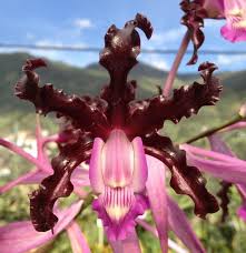 Image result for Polystachya galeata