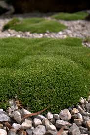 We did not find results for: Sun Loving Moss Scleranthus Biflorus Mallee Design