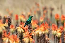 Image result for Corycium dracomontanum