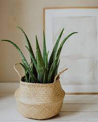 zet je plant in een mand plantendecor planten woonkamerplanten