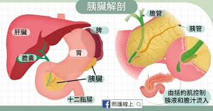 Search for text in self post contents. ç—›èµ·ä¾†çœŸè¦å'½ æ€¥æ€§èƒ°è‡Ÿç‚Žç™¼ä½œè©²æ€Žéº¼è¾¦ æ‡¶äººåŒ… ç…§è­·ç·šä¸Š