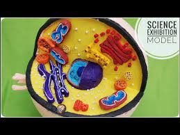 Maybe you would like to learn more about one of these? Download How To Make 3d Animal Cell Project 3gp Mp4 Codedwap