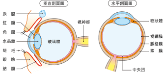 Re:問卦眼球中央敢酸林瑋豐嗎？@gossiping，共有0則留言，0人參與討論，0推 0噓 0→， ※ 引述《acln0816 ()》之銘言：: çœ¼ç›çš„æ§‹é€ åŠåŠŸèƒ½ åƒå¤©è£½è—¥