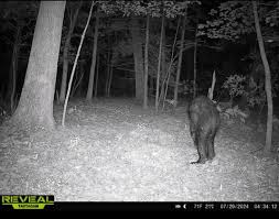 Caught on a trail cam in Nc : r/bigfoot