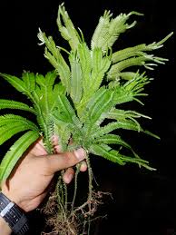 Image result for Selaginellaceae