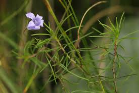 Image result for Wahlenbergia capillacea