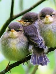 Oiseaux Par Francine Duval Oiseaux Mignons Petits Oiseaux Beaux Oiseaux