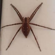 Is the american funnel web spider poisonous? Pin By Natalia Sosnowska On Pajaki In 2021 Spider Spider Bites Common Spiders