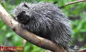 صور النيص معلومات عن النيص وفوائده porcupine north american cute porcupine