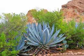 Image result for Agave americana