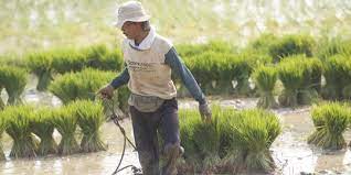8 Manfaat Padi Bagi Kehidupan Manusia Sumber Energi Hingga Atasi Masalah Kesehatan Merdeka Com