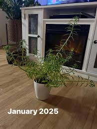 Image result for Bidens pinnatipartita