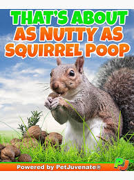 Image result for squirrel poop
