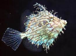 Prickly Leatherjacket Marine Aquarium Fish Aquarium Fish Marine Fish