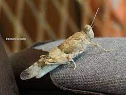 The term grasshopper is an imprecisely defined name referring most commonly to members of two orthopteran families: Ø§Ù„Ø¬Ø±Ø§Ø¯ Ø§Ù„Ù†Ø·Ø§Ø· Ø§Ù„Ø¬Ø®Ø§Ø® Ø§Ù„Ø±ÙˆØ´Ù† Ø§Ù„Ø¹Ø±Ø¨ÙŠ