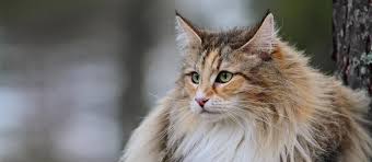 It is also known as a norsk skogkatt, a wegie jenssen a. The Skogkatt Or Norwegian Forest Cat Mondou