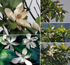 Image result for Magnoliaceae