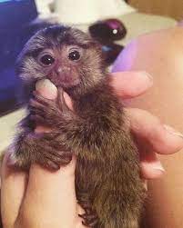 Whoops Marmoset Monkey Baby Animals Funny Finger Monkey