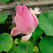 Bunga lotus atau seroja adalah tumbuhan tahunan yang hidup di air. Putri Keling2 Mari Menyusun Seroja Bunga Seroja Aa Aa Facebook