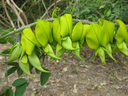 Image result for Crotalaria pallidicaulis