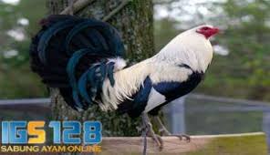 Ciri Fisik Rahasia Sisik Kaki Ayam Bangkok Pembunuh Mematikan Ayam Bangkok Kaki