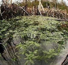 Image result for Submerged Floating Plants