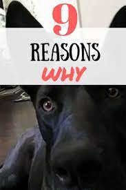 I only board 2 or 3 at a time. Reasons To Have A Dog Best Best Friend Best Dog Pet Insurance Reviews Dog Insurance Dog Boarding Near Me