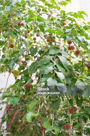 Image result for Dovyalis hispidula