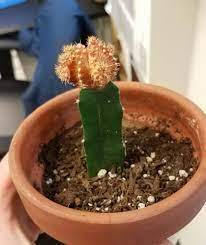 One Of Those Silly Home Depot Cacti That My Coworker Has Top Part Is Shriveling Up And Losing Its Pink Color I Understan Cactus Gardening Tee Gardening Humor
