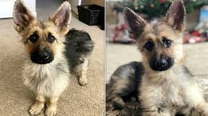 Oh how much, oh how much. 2 Year Old German Shepherd Will Forever Look Like A Puppy Due To Rare Genetic Condition Wfla