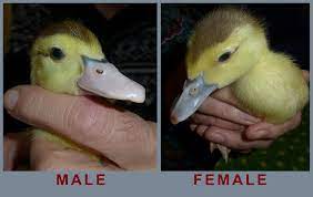 File Muscovy Ducks Male Female Jpg Wikimedia Commons