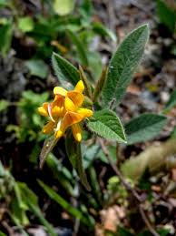 Image result for Eriosema lebrunii