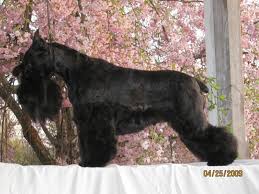 Miniature schnauzer for sale cost is for breeding rights and limited (no… more over 4 weeks ago on advertigo Stadtler Schnauzers