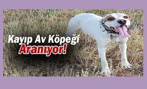 Karaman Da Kayip Av Kopegi Araniyor Www Kgrt Net Karaman Haber
