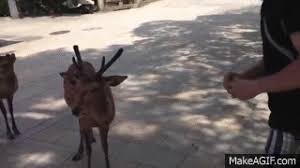 Bowing Deer In Nara Japan Å¥è¯å¬åã®é¹¿ On Make A Gif The japanese bow is an integral part of the culture. bowing deer in nara japan å¥è¯å¬åã®