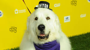 Nach wie vor ein tolles bild von duki sie guckt einen sehr ausdrucksstark an und man hat fast angst das man sie einen erschießt ^^°. Tierischer Burgermeister Kult Hund Duke The Mayor Gestorben Promiflash De