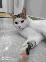 Kedi Kopek Ve Diger Evcil Hayvanlar Icin En Iyi Bakiciyi Bul Petsurfer