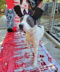 Adam MacIsaac (@adammacisaac)