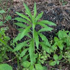 Image result for Conyza