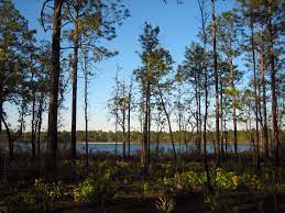 Tallahassee sits in the florida panhandle, about 30 minutes south of the georgia border. Camel Lake Loop Florida Hikes
