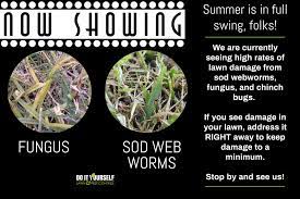 Check spelling or type a new query. Do It Yourself Lawn And Pest Home Facebook