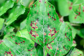 This will help the plant develop hardiness. How To Treat Brown Spots On Leaves