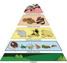 Identify three changes that occurred in your column such as water going from murky to clear in the aquatic habitat. What Would A Drawing Of A Food Chain With 4 Trophic Levels Look Like Socratic