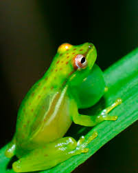 Image result for Leptochloa obtusiflora