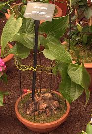 Image result for Dioscoreaceae