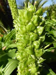 Image result for Eucomis zambesiaca