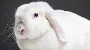 Image result for Lophacme