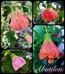 Image result for Abutilon longicuspe